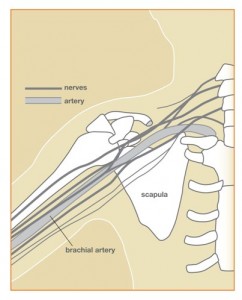 Brachial Plexus Compensation